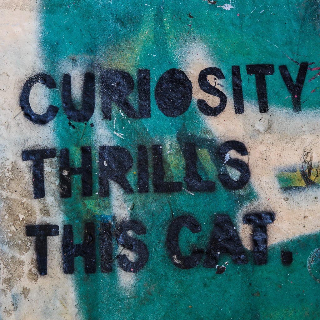 photobySy photo by Sy - Curiosity Thrills This Cat