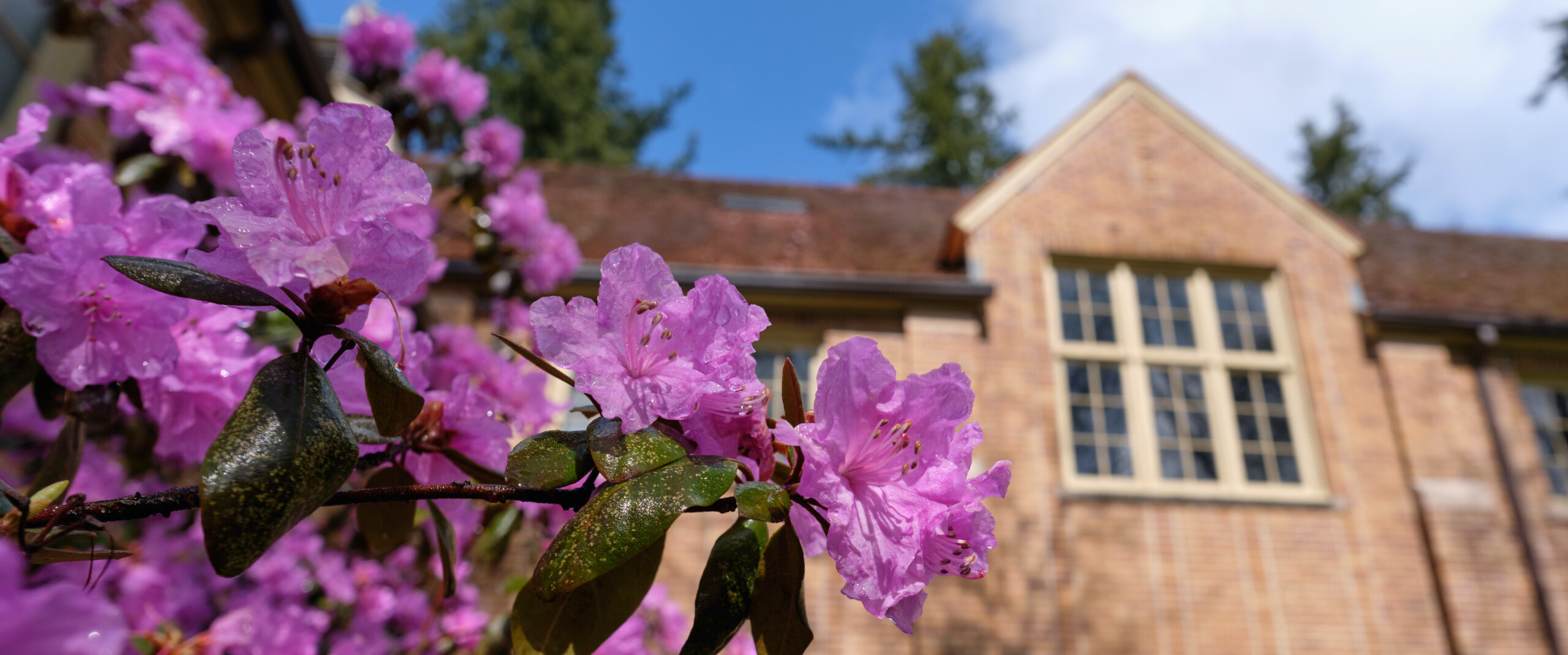 Purple Rhododendron flowers blooming in front of a brick academic building.