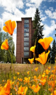 Picture of orange flowers with Tingelstad Hall building behind.