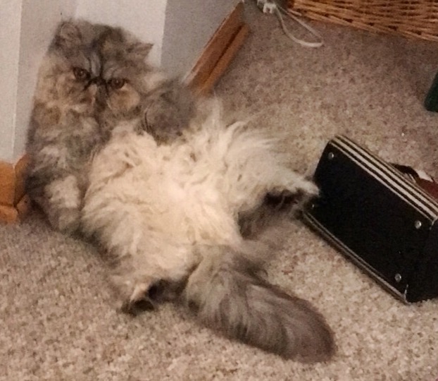 Funny kitty picture.