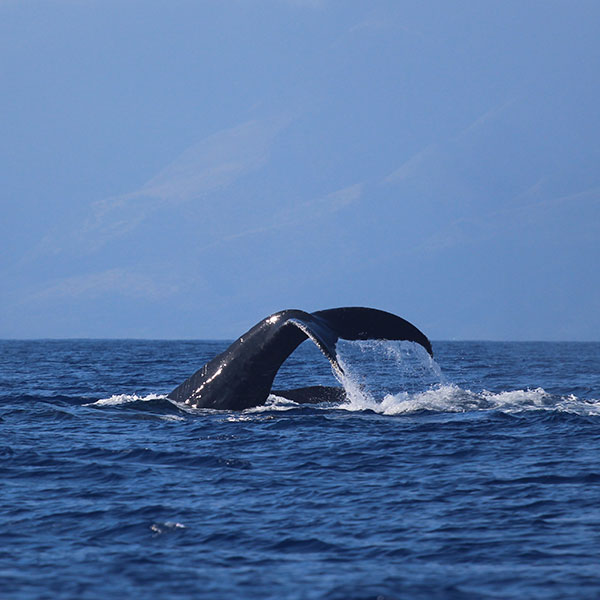 A whale sticks its tail out of the water in Hawaii