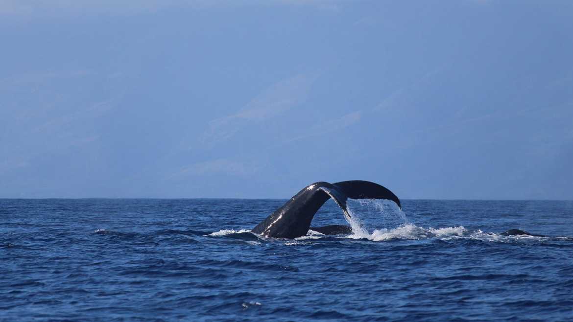 A whale sticks its tail out of the water in Hawaii