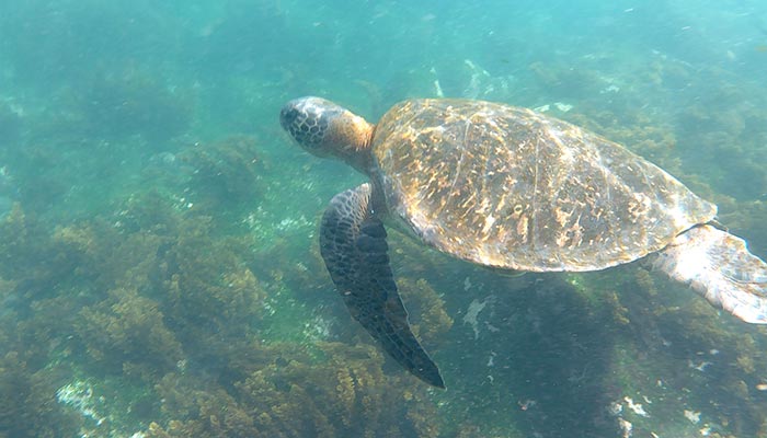 A turtle swimming underwater in the Galapagos - photo credit to Sunny Burns