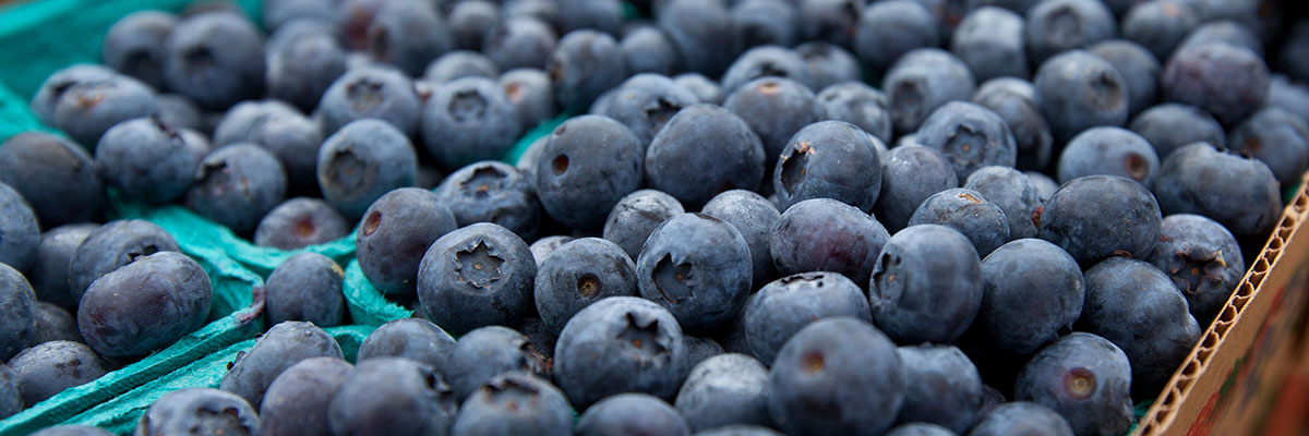 A bunch of blueberries