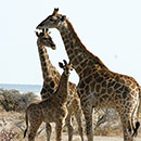 A family of giraffes