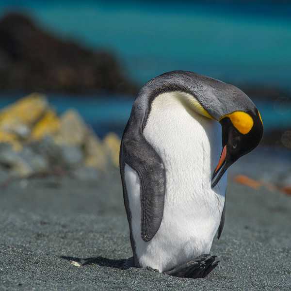 Antarctica (photos by Charles Bergman)