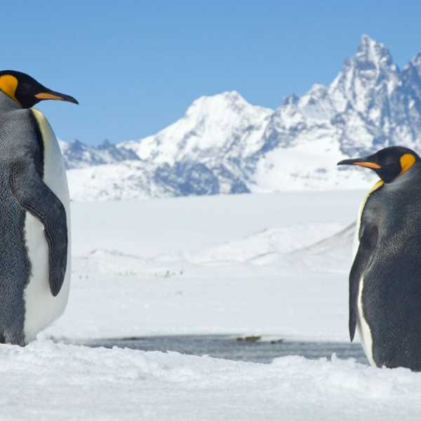 Antarctica (photos by Charles Bergman)