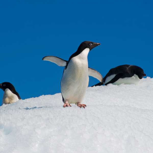 Antarctica (photos by Charles Bergman)