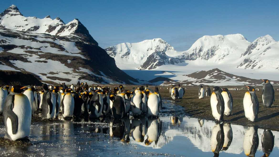 Penguins walking around in Antarctica