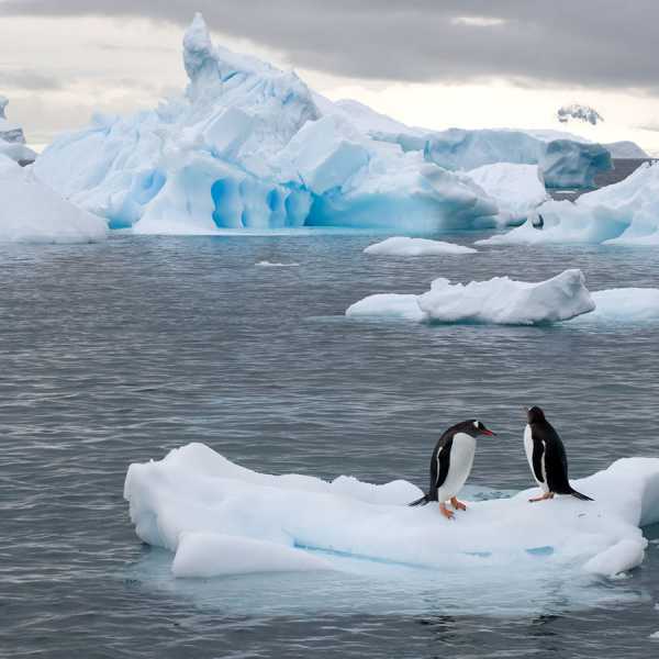 Antarctica (photos by Charles Bergman)