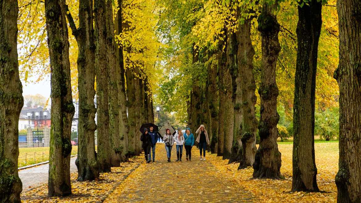 Students walking down a pathway surrounded by tall yellow trees in Oslo, Norway