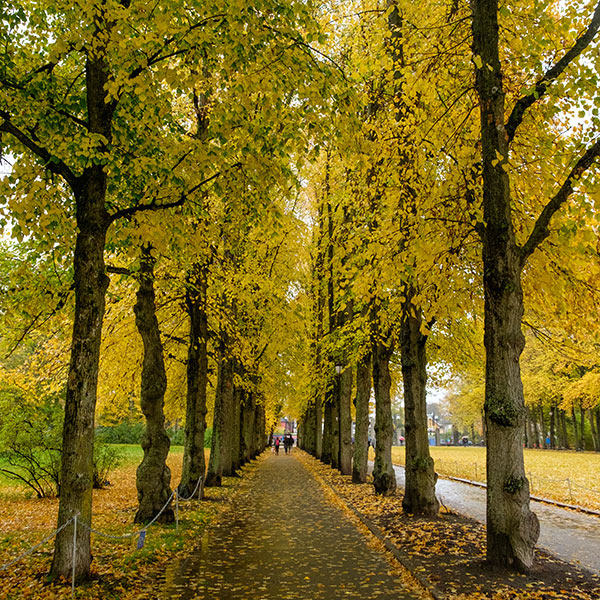 Tall yellow trees surround long walkway in Oslo, Norway