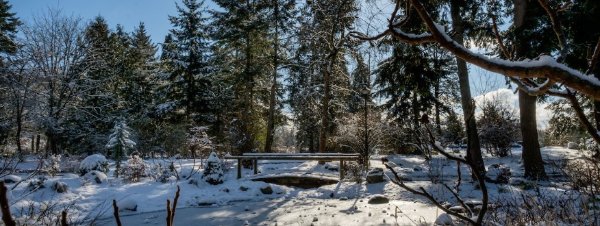 Snow on the pond at PLU