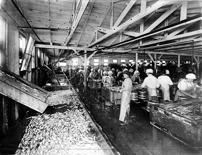 Premier_Packing_Co_interior_showing_employees_cleaning_fish_nd