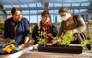 Three PLU students working with plants in the greenhouse