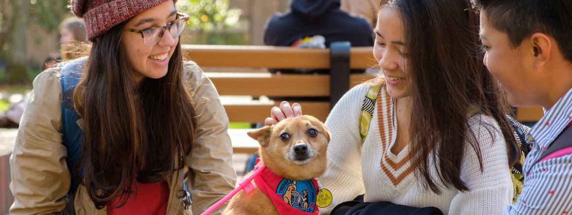 Therapy dogs 2018