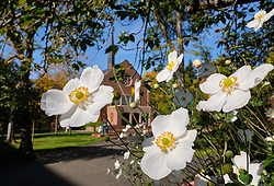 Eastvold flowers