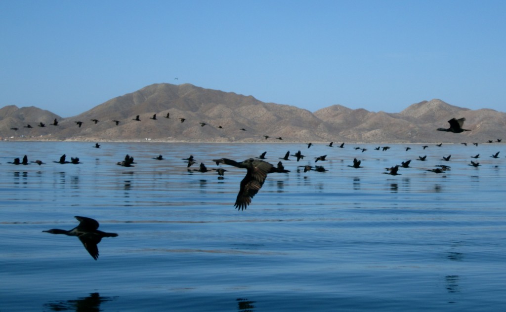 birds migrating over water