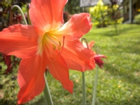 Trinidad & Tobago - Caribbean flower