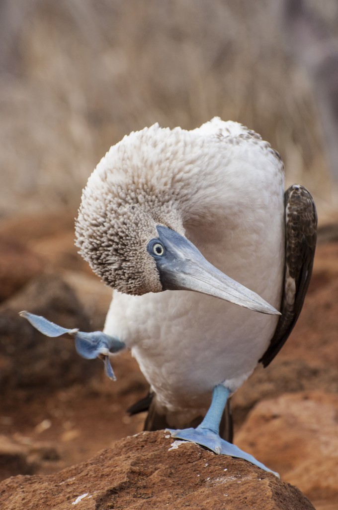 Booby-Blue-footed--Dance 1