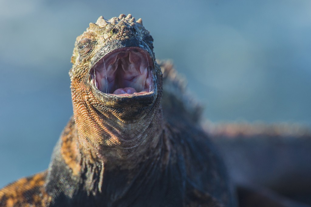 Iguana