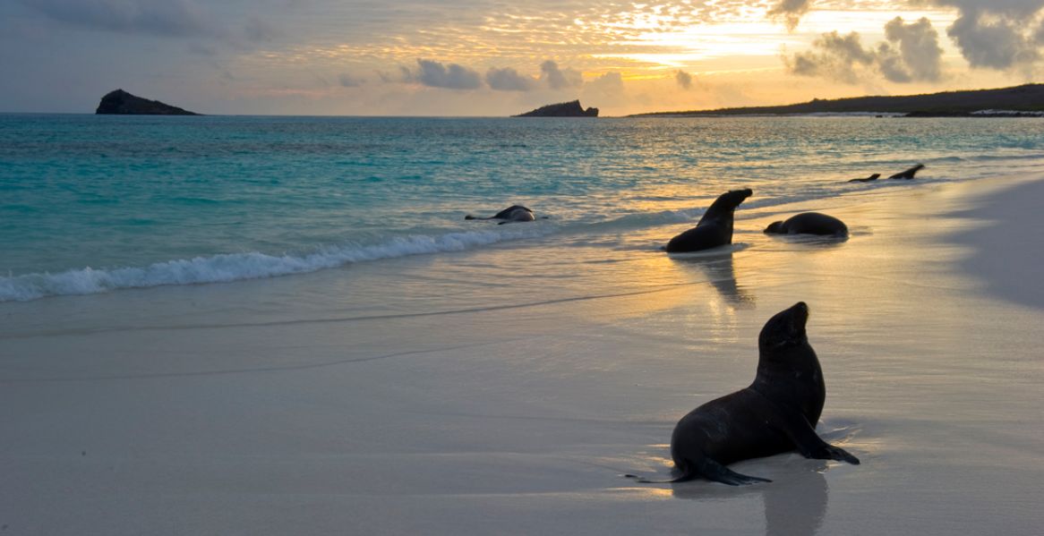 Seal Lions on the beach