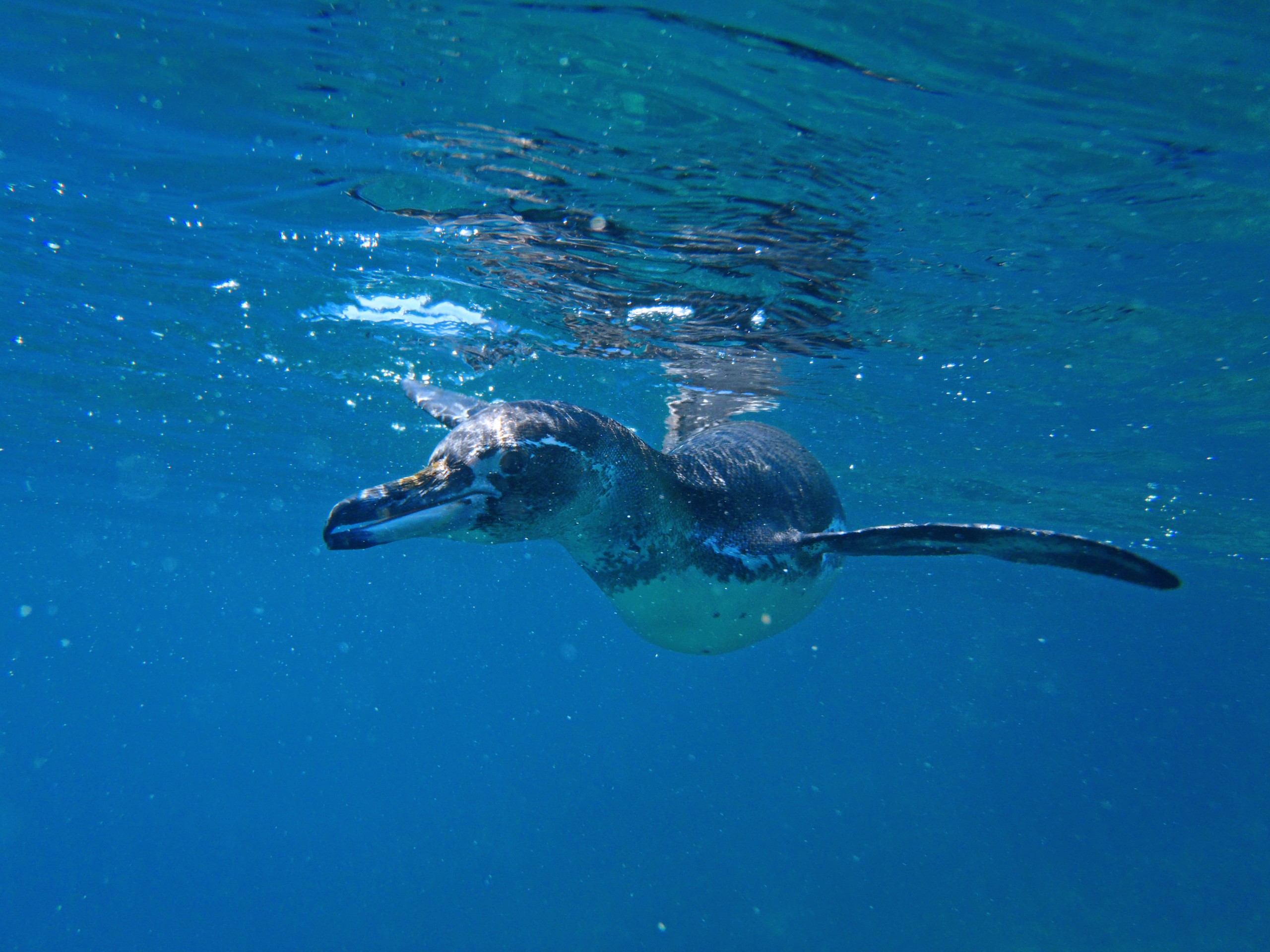 Penguin in water at Galapagos