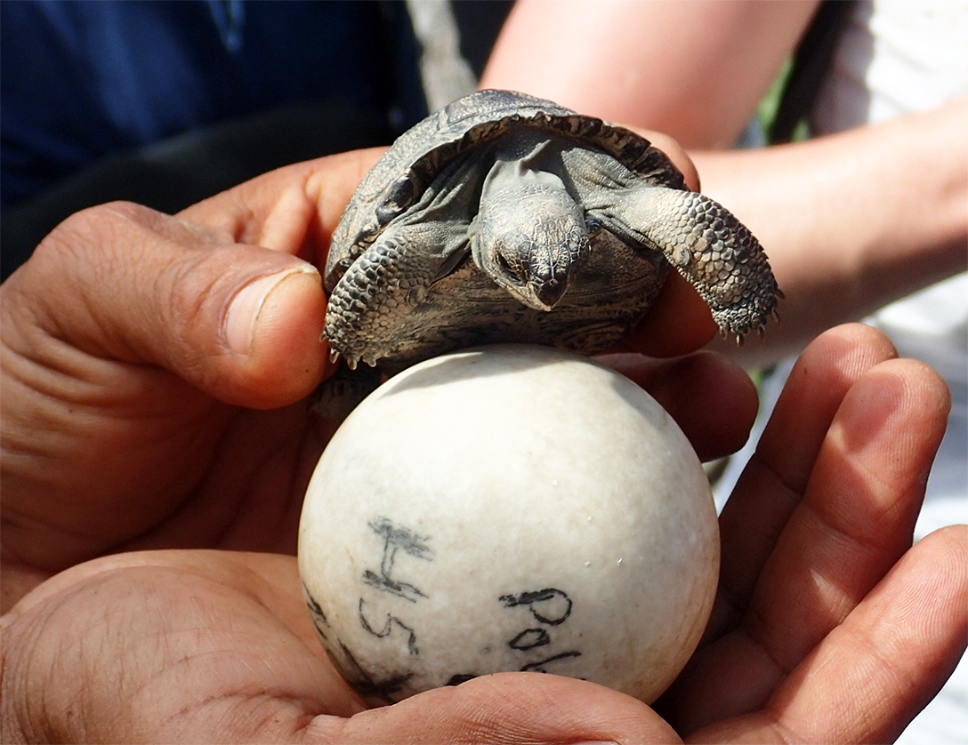 Tortoise Baby