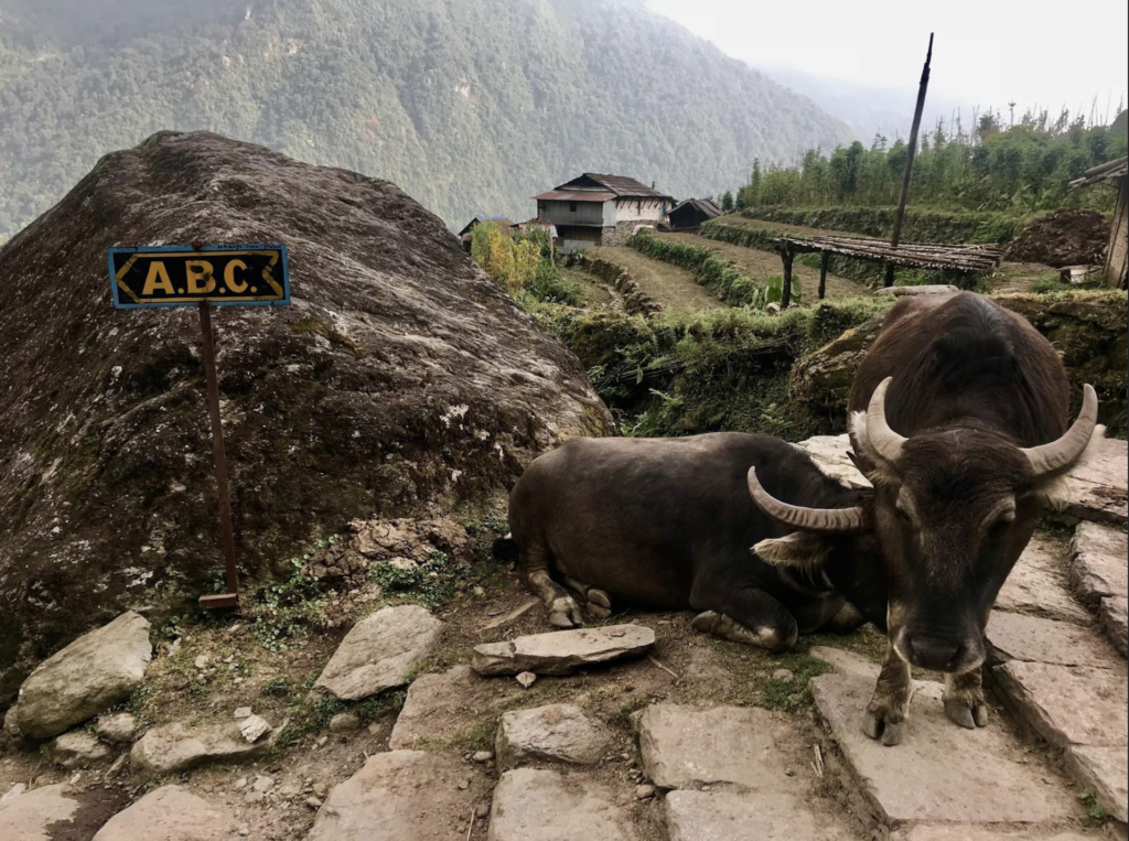 Sinuwa, Nepal