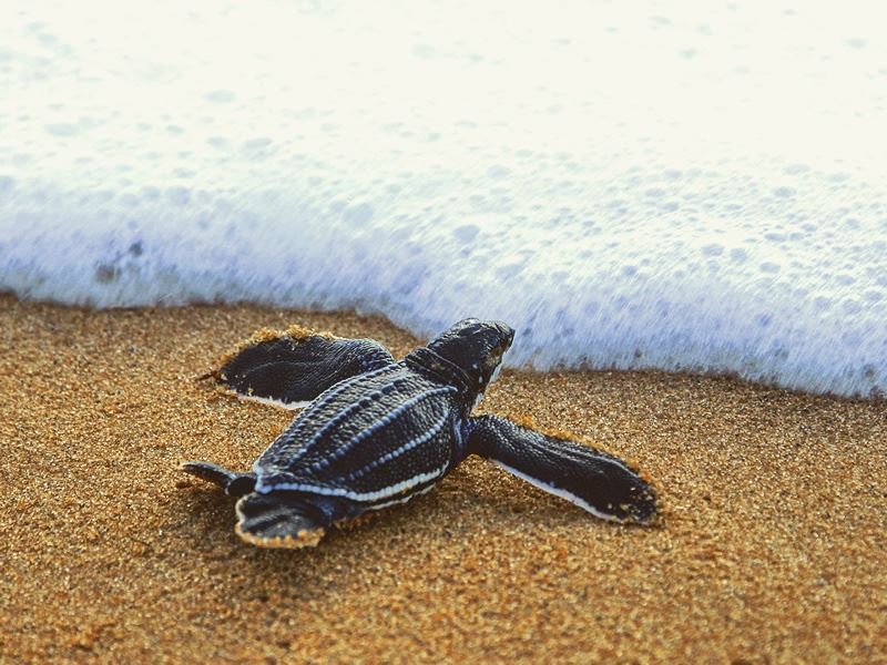 baby-turtle-heading-into-the-caribbean-sea