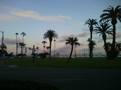 Outside our Hotel on the last night - palm trees and sky