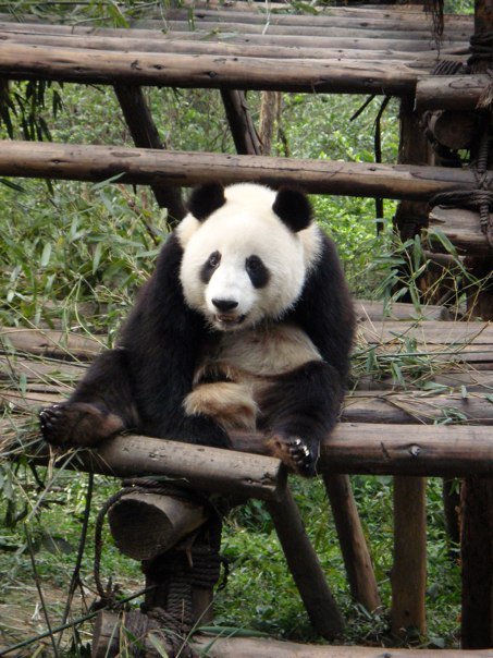 Panda-2 Panda bear on platform