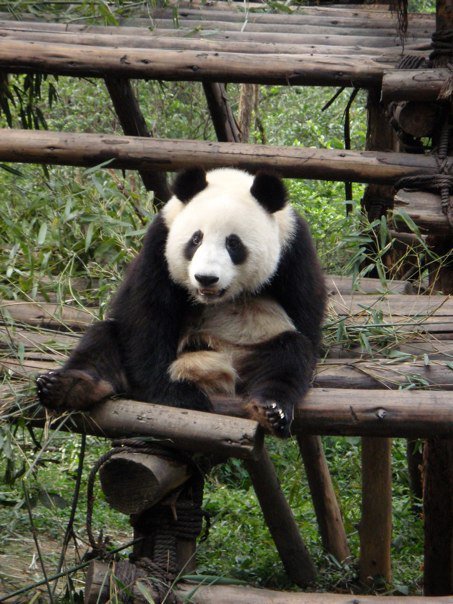 Panda bear on platform