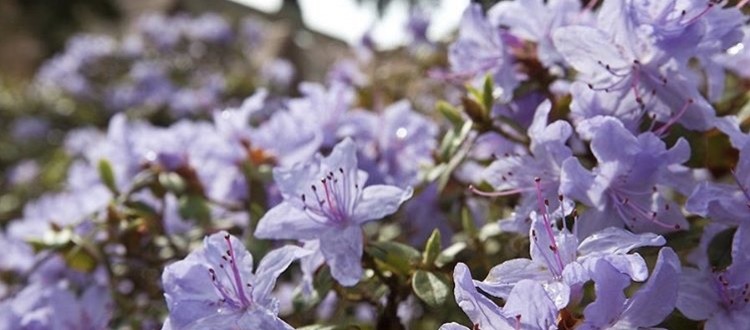 Purple flowers